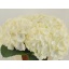 product/img.floraplaza.nl/LHORWHIVE8-LIVE_fotos-0xD7C41E5E8D2B24B6573A2B596B3A14E7B843DC09.jpg