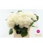 product/img.floraplaza.nl/LHORWHIVE8-LIVE_fotos-0xDAF6CAE0FCEB1C029442823639BA9B375C9807E2.jpg