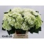 product/img.floraplaza.nl/LHOTMAGPEA-LIVE_fotos-0x2DD59F422F49640FB3FF0834CD74CA6B0BA92639.jpg