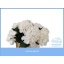 product/img.floraplaza.nl/LHOTSCH4-LIVE_fotos-0x27379A90D3604830FCACADCAA8A91D7332025737.jpg