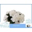 product/img.floraplaza.nl/LHOTSCH4-LIVE_fotos-0x7BEF7A0D7E0B6713E9B1F3F4C0F9D741C6C90397.jpg