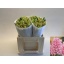 product/img.floraplaza.nl/LHYAANNM-LIVE_fotos-0xCCDA250E65BCE6E4B6CFE9343EF16815601B60EC.jpg