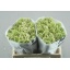 product/img.floraplaza.nl/LHYACHIP-LIVE_fotos-0x9B6C01DC6C4E67B38D26034C7AB0399B8DD0778D.jpg