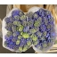 product/img.floraplaza.nl/LHYADELB-ASSORTI_fotos-MVA-Hyacinth delft blue rijper.jpg