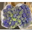 product/img.floraplaza.nl/LHYADELB-ASSORTI_fotos-MVA-Hyacinth delft blue rijper.jpg