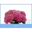 product/img.floraplaza.nl/LHYDOPA7-LIVE_fotos-0x9D3BE400A3E1E42D8695530E98877369D12E4CFA.jpg