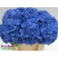 product/img.floraplaza.nl/LHYDPIM5-LIVE_fotos-0x2BE48DDC8F231EDE2E145EF6205CC2250A216C67.jpg