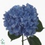 product/img.floraplaza.nl/LHYDPIM8-ART_Fotos-VBN-vbn28118.jpg