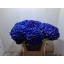product/img.floraplaza.nl/LHYDPIM8-LIVE_fotos-0x32C0C7A0B7FA713C68790206FEF6E3951DD90EF9.jpg