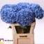 product/img.floraplaza.nl/LHYDPIM8-LIVE_fotos-0x5F7F802DE5A21C96BE3A1E3D970BEA9D7FF85361.jpg
