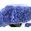 product/img.floraplaza.nl/LHYDPIM8-LIVE_fotos-0x930A242261EBAA431BD05F82A4935260C1129C2A.jpg