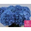 product/img.floraplaza.nl/LHYDPIM8-LIVE_fotos-0xA0E05A92ECB6A3AE0638A92914B07D22BB17B42A.jpg