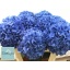 product/img.floraplaza.nl/LHYDPIM8-LIVE_fotos-0xAE32A35A7F943A7BB0A452CDF6E0275AC839C913.jpg