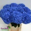 product/img.floraplaza.nl/LHYDPIM8-LIVE_fotos-0xBEA908492DADD63C21C1721F696982A853A36174.jpg