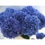 product/img.floraplaza.nl/LHYDPIM8-LIVE_fotos-0xD7D07B089FB08A70E701180DE9417BAFF8F728D8.jpg