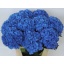 product/img.floraplaza.nl/LHYDPIM8-LIVE_fotos-0xE175477BE04826B38A7420C56E28DF9B8F2B83D3.jpg