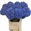product/img.floraplaza.nl/LHYDPIM8-LIVE_fotos-0xE4B29AAE44840DE52AD451D235E24801AF5CD878.jpg