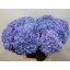 product/img.floraplaza.nl/LHYDPIM8-LIVE_fotos-0xF1FAA350C781BD9BAA0144731778D902AA574C66.jpg