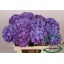 product/img.floraplaza.nl/LHYDRODPA6-LIVE_fotos-0x8D2554412C9FB3EFCDFE9411E699BF142C7F6EDA.jpg