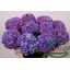 product/img.floraplaza.nl/LHYDRODPA75-LIVE_fotos-0x297EB5824CDB2742A34E23186B5F1C19E87973AE.jpg