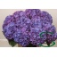 product/img.floraplaza.nl/LHYDRODPA75-LIVE_fotos-0x5A534F65F452DAE443DF4D1F24682A18AF6B3351.jpg