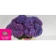 product/img.floraplaza.nl/LHYDRODPA75-LIVE_fotos-0x85E97B283D74F4A47F4CE8A150A31562FDAECEBC.jpg
