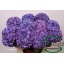 product/img.floraplaza.nl/LHYDRODPA75-LIVE_fotos-0xB94F10E9308EDEA4CE0E2473D6B435D45127F5BE.jpg
