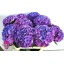 product/img.floraplaza.nl/LHYDRODPA8-LIVE_fotos-0x0776D5ED8A39762002521E23A8ABFC0355F6FD28.jpg