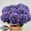 product/img.floraplaza.nl/LHYDRODPA8-LIVE_fotos-0x0C9802EDDFEF8C87B693408095FA58C9A2E54759.jpg