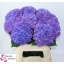 product/img.floraplaza.nl/LHYDRODPA8-LIVE_fotos-0x92EA227F9ADA7FA521C7ADACFD1E01A07C702030.jpg
