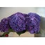 product/img.floraplaza.nl/LHYDRODPA8-LIVE_fotos-0x96F74AD767182A00A4A43B2B8CA84FC9CD321175.jpg