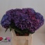 product/img.floraplaza.nl/LHYDRODPA8-LIVE_fotos-0xB1A8EC128A1D8F6B776C97A3B641F5A2E9F1A9B3.jpg