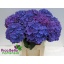 product/img.floraplaza.nl/LHYDRODPA8-LIVE_fotos-0xD87D0061857ED0A08A7269515A30D8A91CA4B73F.jpg