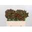 product/img.floraplaza.nl/LHYP5MAGC-ASSORTI_fotos-MVA-Hypericum mag seasons 50cm.jpg