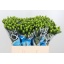 product/img.floraplaza.nl/LHYP6COCB-LIVE_fotos-0x276A1B4D8661E4C5E4A56D24D25A16C7BCD9B27D.jpg