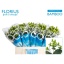 product/img.floraplaza.nl/LHYP6COCB-LIVE_fotos-0xCF2F1EA4EBCDD48D1B1B2AE4D39400A3785564F7.jpg