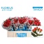 product/img.floraplaza.nl/LHYPCOCT5-LIVE_fotos-0x1537682DA157D59C69DF695726697EDC90282A4E.jpg