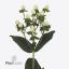 product/img.floraplaza.nl/LHYPCOCU5-ART_Fotos-VBN-vbn117567.jpg