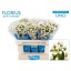 product/img.floraplaza.nl/LHYPCOCU7-LIVE_fotos-0x2C5843F4AEEAEE08EF7A164C53C86078CE7D23DC.jpg