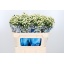 product/img.floraplaza.nl/LHYPCOCU7-LIVE_fotos-0xEEBAAEA5EE337495B110FE0DE22A3DFCE4452074.jpg