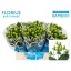 product/img.floraplaza.nl/LHYPROH4-LIVE_fotos-0xD7F41C27AE7A78C1BA546B369C4368E6584A8CDF.jpg
