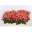 product/img.floraplaza.nl/LHYPROYP5-LIVE_fotos-0x32949123F18D0348E27205BA3E7DACF836E7A717.jpg