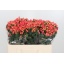 product/img.floraplaza.nl/LHYPROYP5-LIVE_fotos-0x91F93378A849FD1C0922C71940E5CD72A68A78D9.jpg