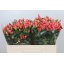 product/img.floraplaza.nl/LHYPROYP5-LIVE_fotos-0xC1138030A1EF8356783F17294511621413D92154.jpg