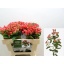 product/img.floraplaza.nl/LHYPROYP5-LIVE_fotos-0xCFC1A6F1F8D357F5F32DD8D97DB063A40B9BB745.jpg
