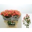 product/img.floraplaza.nl/LHYPROYP6-LIVE_fotos-0xB4757E3DF6BBF6ECBCFDCCE96CA2A4C482CAD306.jpg