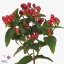 product/img.floraplaza.nl/LHYPTRI6-ART_Fotos-VBN-vbn110454.jpg