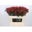 product/img.floraplaza.nl/LHYPTRI7-LIVE_fotos-0x0A30AF2ACB7B24A2F951E480F10450CA10C5273D.jpg