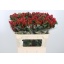 product/img.floraplaza.nl/LHYPTRI7-LIVE_fotos-0x31E9030E773344B1644E64987BC17FAD94A1E5C6.jpg