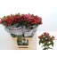 product/img.floraplaza.nl/LHYPTRI7-LIVE_fotos-0x7F4AC7230B9867742BEBB3D8E54B1647F501BB73.jpg